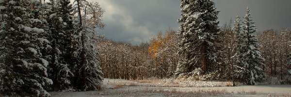 Śnieg, Las