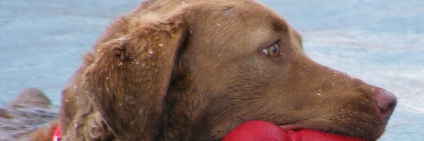 woda, Chesapeake Bay retriever, Aportujący