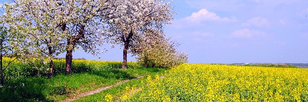 Drzewa, Ścieżka, Kwitnące, Wiosna, Rzepaku, Pole