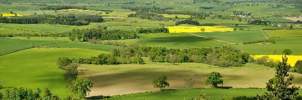 Łąki, Drzewa, Pola