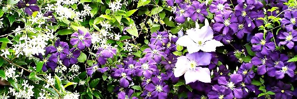 Clematis, Jaśmin