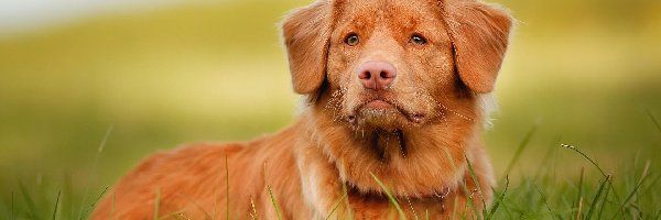 Trawa, Retriever, Pies