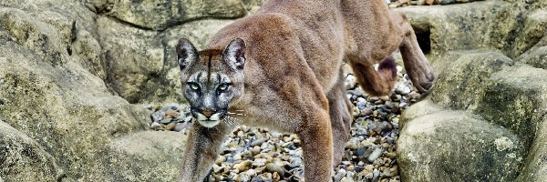 Skały, Spojrzenie, Puma