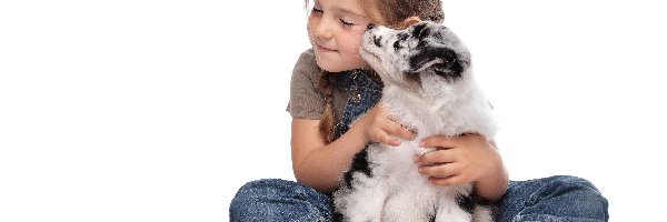 Owczarek australijski-australian shepherd, Szczeniak, Dziewczynka