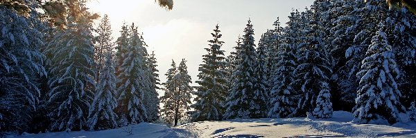 Zima, Las, Doga, Słońca, Blask