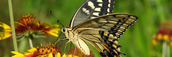 Motyl, Paź królowej, Kwiaty, Owady