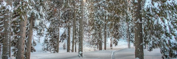 Zima, Śnieg, Las