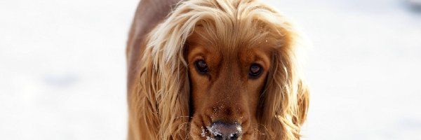 Spaniel
	


, Cocker