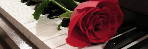Fortepian, Róża, Czerwona