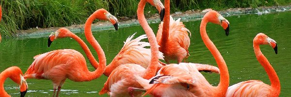 Flamingi Karmazynowe