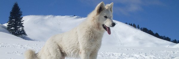 śnieg, choinka, Owczarek amerykańsko-kanadyjski