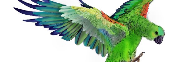 Rysunek, Papuga