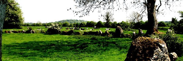Łąka, Przyroda, Natura, Irlandia