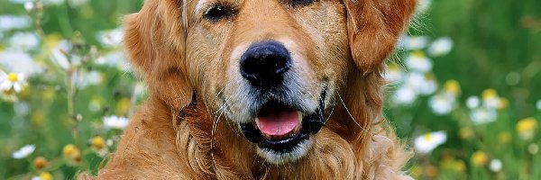 Retriever, Trawa, Kwiatki, Golden