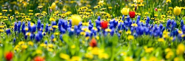 Wiosna, Łąka, Kwietna, Rozmycie, Tulipany