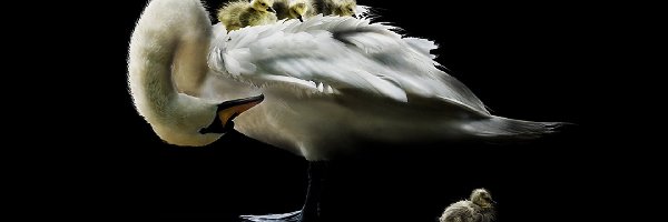 Młode, Mama, Łabędzia