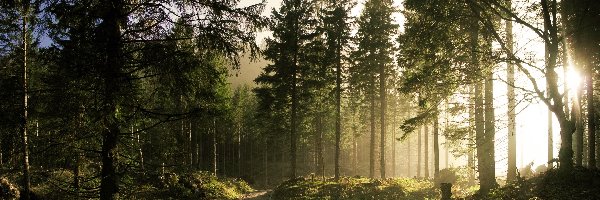 Promienie, Droga, Słońca, Las