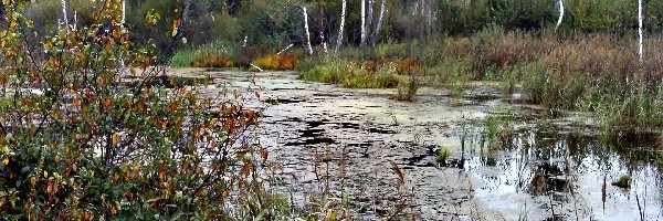 Rzeka, Krzewy, Brzozy, Las