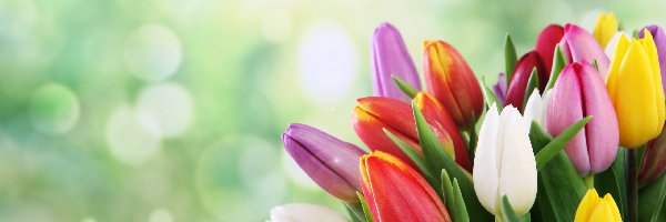 Tulipanow, Kolorowych, Bukiet