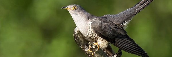 Kukułka