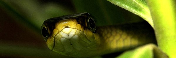 Zielony, Wąż, Głowa