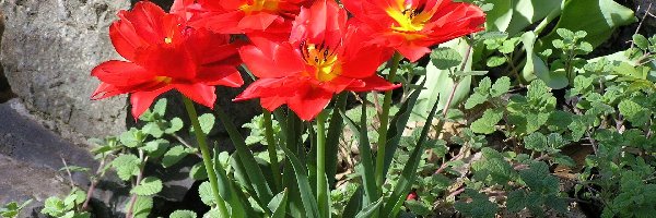Tulipany, Kamień, Rośliny, Czerwone