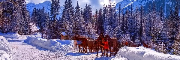 Tatry, Konie, Zaprzęg, Polska, Zima, Góry