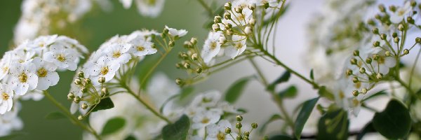 Krzew, Kwiaty, Białe, Tawuła Van Houttea