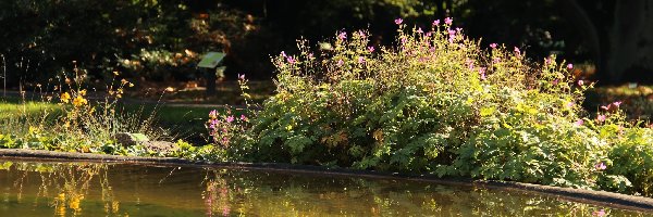 Oczko, Kwiaty, Wodne, Ogród Botaniczny