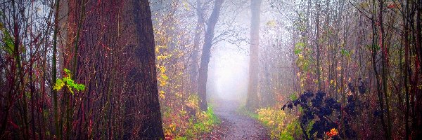Las, Mgła, Ścieżka, Jesień