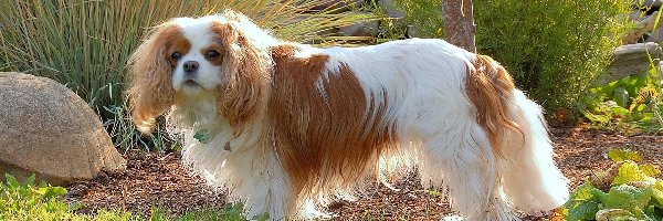Toy Spaniel Angielski, Piesek