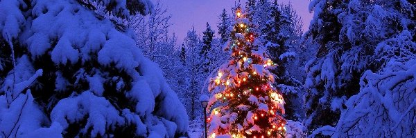 Las, Zima, Boże Narodzenie, Choinka
