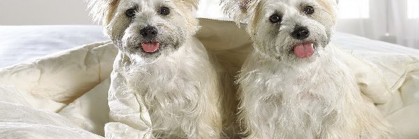 Highland, Terrier, White, West