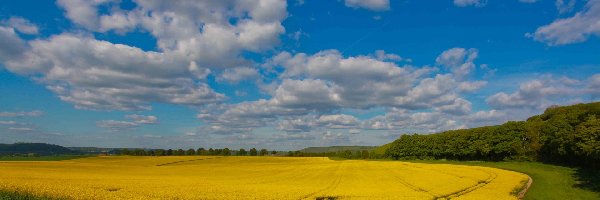 Pole, Łąki, Rzepakowe, Chmury, Lasy