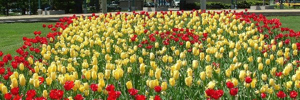 Żółte, Holandia, Tulipany, Czerwone