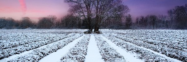 Uprawne, Drzewa, Śnieg, Pole