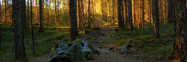 Przebijające światło, Las, Droga