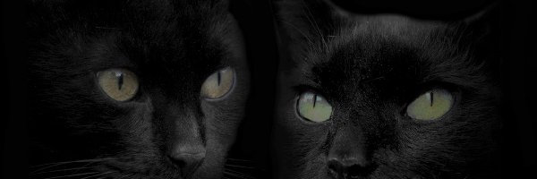 Oczy, Koty, Czarne