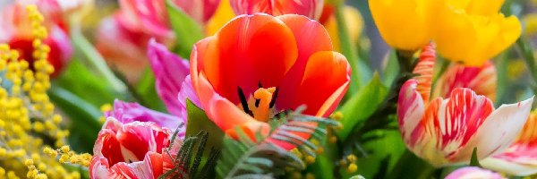 Tulipany, Kwiatów, Bukiet