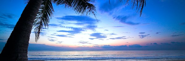 Słońca, Ocean, Wschód, Karaiby, Palma, Plaża