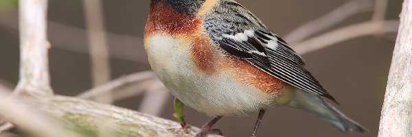 Lasówka Kasztanowata, Brzuszek, Biały, Ptak