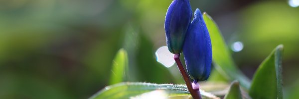 Cebulica Syberyjska, Niebieskie, Pąki, Wiosna, Kwiaty