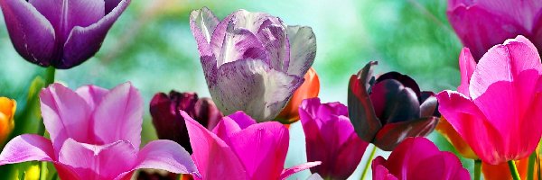 Wiosna, Kolorowe, Ogród, Rozmycie, Tulipany