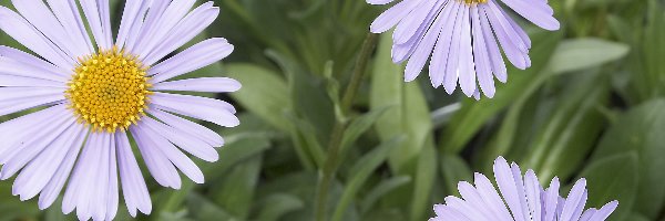 Aster alpejski, Żółty, Biały