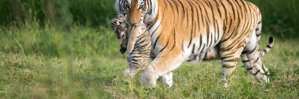 Młode, Tygrysica, Mama