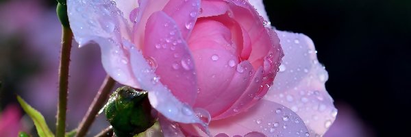 Rosa, Krople, Róża