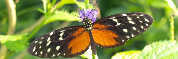 Rośliny, Motyl