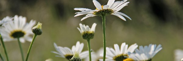 Kwiaty, Białe, Margerytki