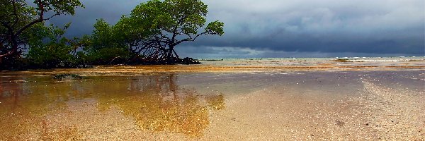 Plaża, Woda, Drzewa