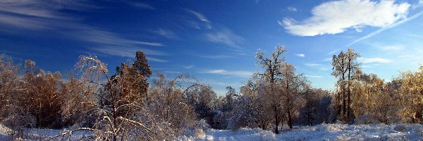 Śnieg, Chmury, Drzewa